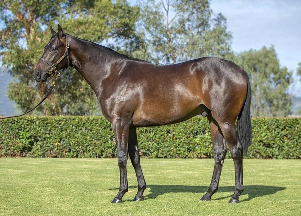 Russian Revolution x Canadian Spice